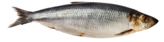fish fuck yeah!!